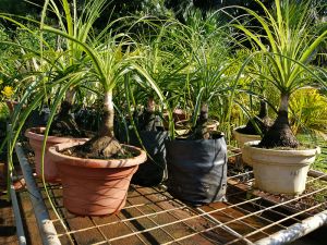 Ponytail Palm Tree