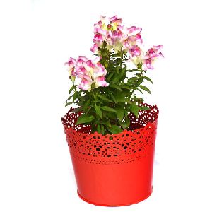 Iron Flower Pot
