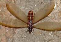 Anti Termite Control Services