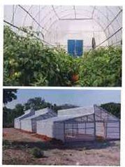 UV Stabilized Films For Greenhouse