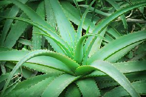 Natural Aloe Vera Leaves