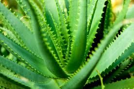Organic Aloe Vera Leaves