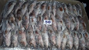 Reef Cod Fish