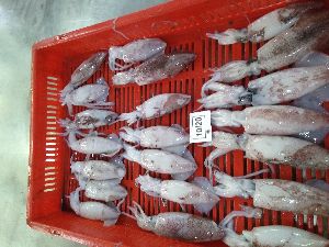 Squid loligo whole