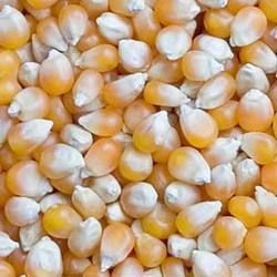 High Quality Dried Yellow Corn