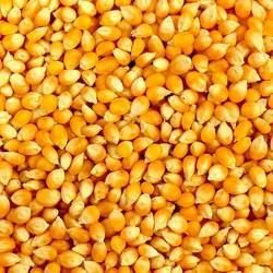 High Quality Yellow Maize Corn for sale