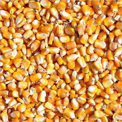 Organic yellow corn seeds