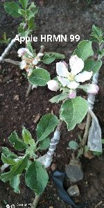 Apple Plant