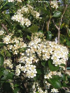 Black Chokeberry Plant