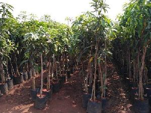 Desari Mango Grafted Plant