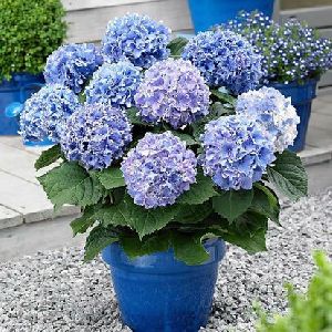 lasting,gorgeous balcony or yard flower plant Promotion 100 pcs bag White Hydrangea Flower seeds,Pure color