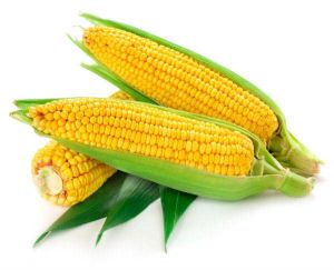 Fresh Yellow Corn