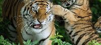 Odisha (Orissa) Wildlife Tour Package