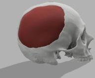 Cranioplasty Treatment Services