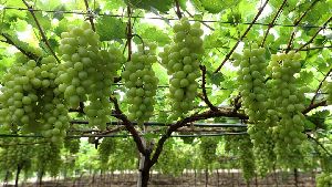 grapes