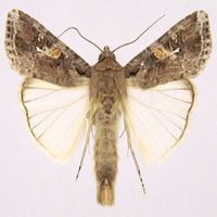 Spodoptera Frugiperda Lure