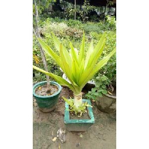 Sudarshan Plant