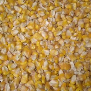 Dried Yellow Maize Seeds