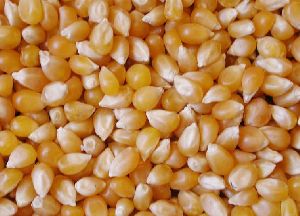 Whole Yellow Maize Seeds