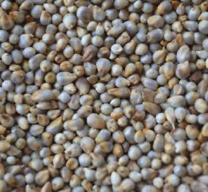 Bajara/Pearl Millets