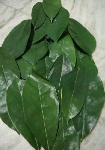 graviola leaves