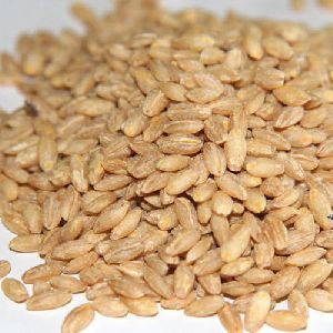 Indian Hulled Barley Seeds