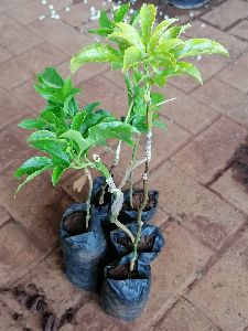 Passion Fruit Grafted Plant\'s