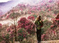 Shingba Rhododendron Sanctuary Tour Service