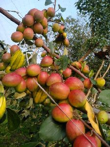 Red Sundari Apple Ber Plants