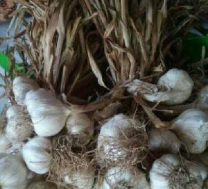 Fresh Hybrid Garlic