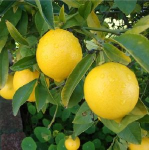 Balaji Lemon Plant