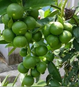 Baramasi Lemon Plant