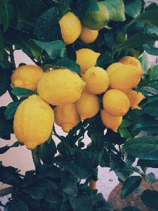 Thai Seedless Lemon Plant