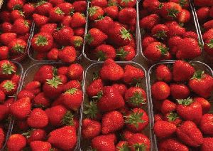 fresh strawberry