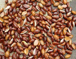 Mahua Seeds