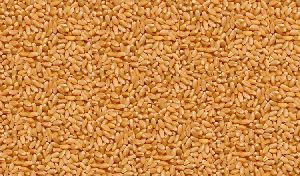 Organic Sharbati Wheat