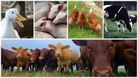 livestock breeders