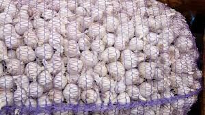 Organic U FRESH GARLIC READY FOR MARKET