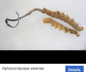 cordyceps sinensis extract