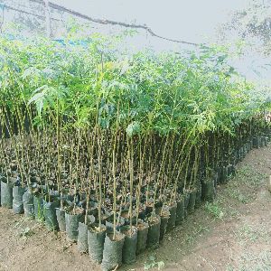 melia Dubia malbhar neem nursery