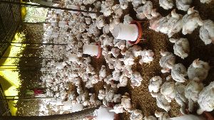 broiler chickens live stock
