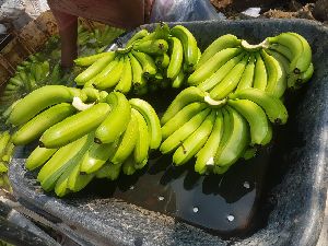 G9 Cavendish Bananas