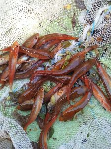 Stripped Murrel fish seed