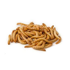 dried mealworms