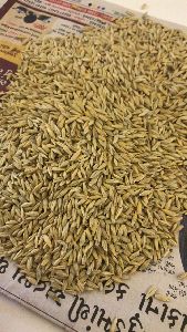 Barely (JAV) & Oats (Jia) Seed For Plantation