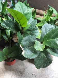 Ficus Lyrata (Fiddle Leaf Fig) Plant