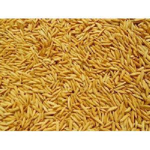Best Quality Paddy (dhan)