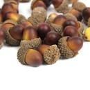 Baan Oak Nuts for Decoration