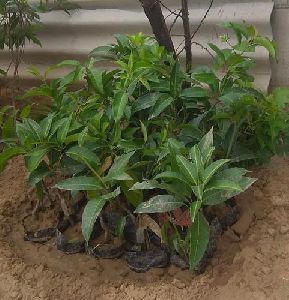 All Time Mango Plant