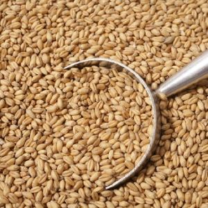 High Quality Wheat Grain From Malaysia